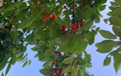 Een extra groentetuin