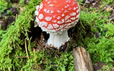 Paddenstoelen đ