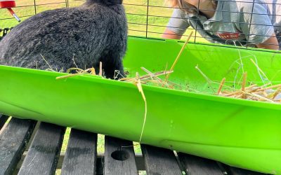 Ferron; Een nieuw konijn